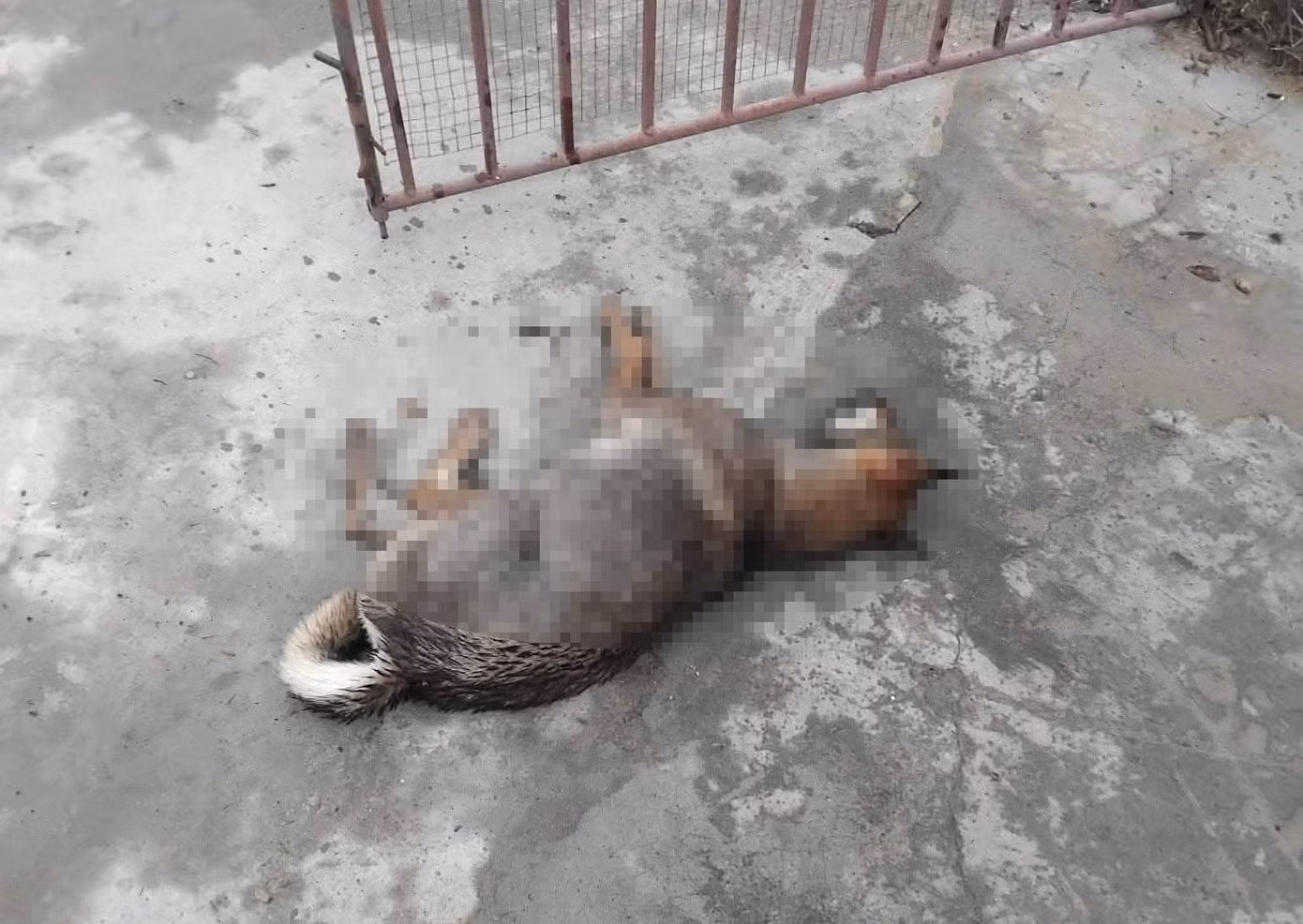 Con chó sau khi cắn 6 người đã bị đập chết.
