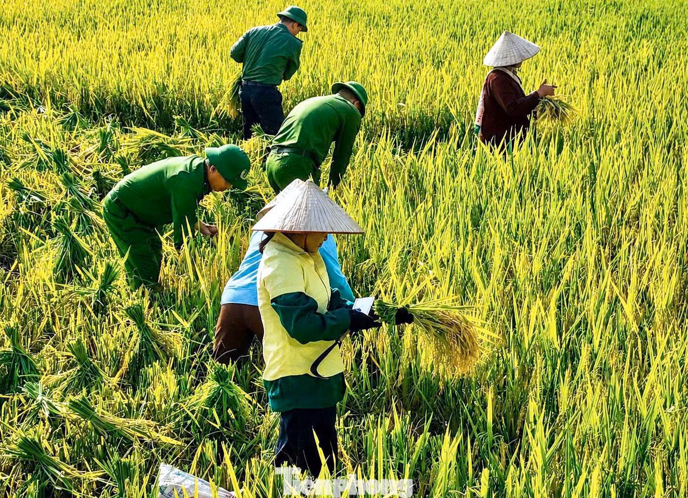 Theo thống kê, hơn 8.284ha lúa bị ảnh hưởng bởi trận dông lốc.