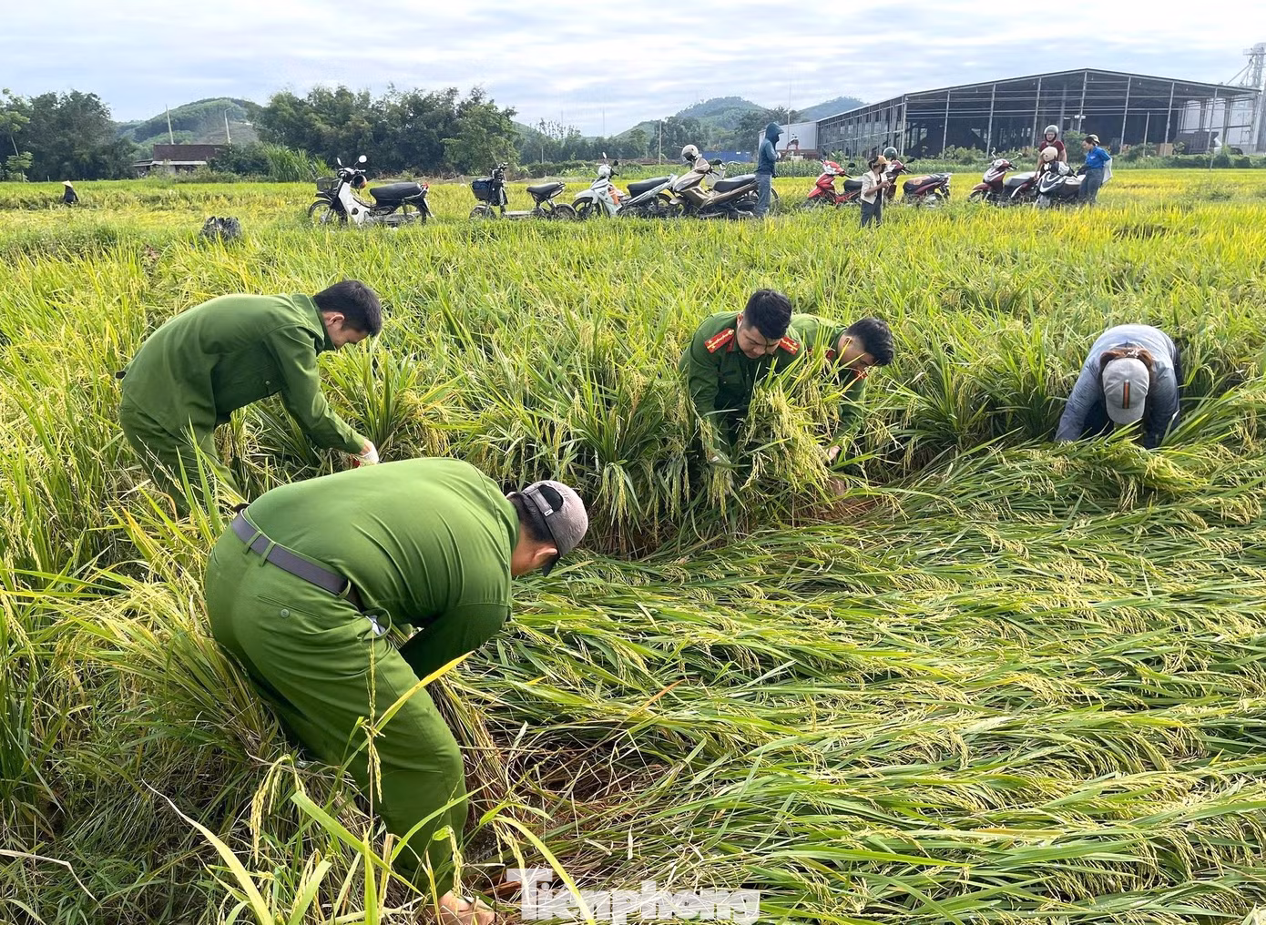 Trận dông lốc đầu tháng 5 khiến nhiều diện tích lúa của người dân trên địa bàn tỉnh Nghệ An bị đổ rạp.