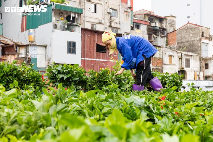Theo một công nhân tại công trường, khu vực này sẽ được trồng khoảng 8-9 chủng loại cây và hoa, gồm tường vi, lan tây, dâm bụt vàng, dâm bụt đỏ... Hạng mục cây xanh dự kiến hoàn thành trong ngày 2/7.