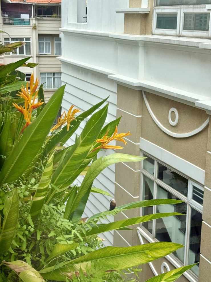 Biệt thự 1.000 m2 'phủ cây xanh mọi ngóc ngách' của Vân Trang - 4