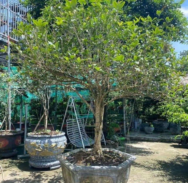 Trồng cây mộc hương trước nhà không chỉ làm đẹp không gian sống, mà còn giúp gia chủ thu hút tài lộc, cải thiện sức khỏe và tạo nên nguồn thu nhập bền vững.