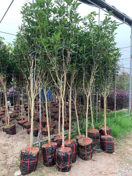 Bạn nên trồng cây mộc hương ở hướng Tây Bắc. Đây vốn được xem là hướng của quý nhân và cơ hội cho gia chủ mệnh Kim.