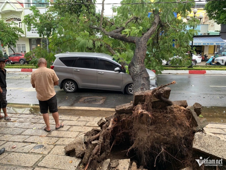 Cây xanh ngã đố có gốc khá lớn. Ảnh: Q.H