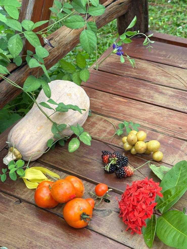 Bí ngô, cà chua, dâu tằm, quất hồng bì, hoa dẻ và mẫu đơn được bà xã Trọng Tấn thu hoạch được trong một lần thăm vườn.