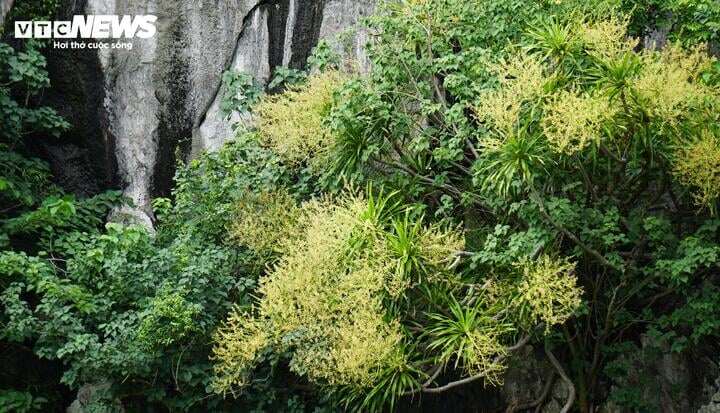 Ngắm vách đá triệu năm của vịnh Hạ Long 'nở hoa' tuyệt đẹp - 2