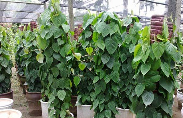 Trầu bà là loại cây lọc không khí cực kỳ phổ biến ở Việt Nam nhờ độ dễ chăm sóc cao và khả năng thanh lọc formaldehyde, toluene, CO hiệu quả.