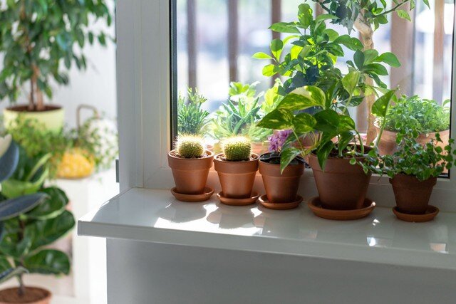 Thay vì chỉ dựa vào máy lọc không khí, bạn có thể tận dụng sức mạnh của thiên nhiên để tạo ra một không gian sống trong lành, tràn đầy sức sống.