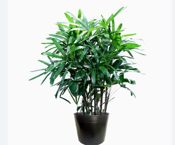 Bí quyết ngủ ngon và thải độc phòng ngủ nhờ những chậu cây quen thuộc - 3
