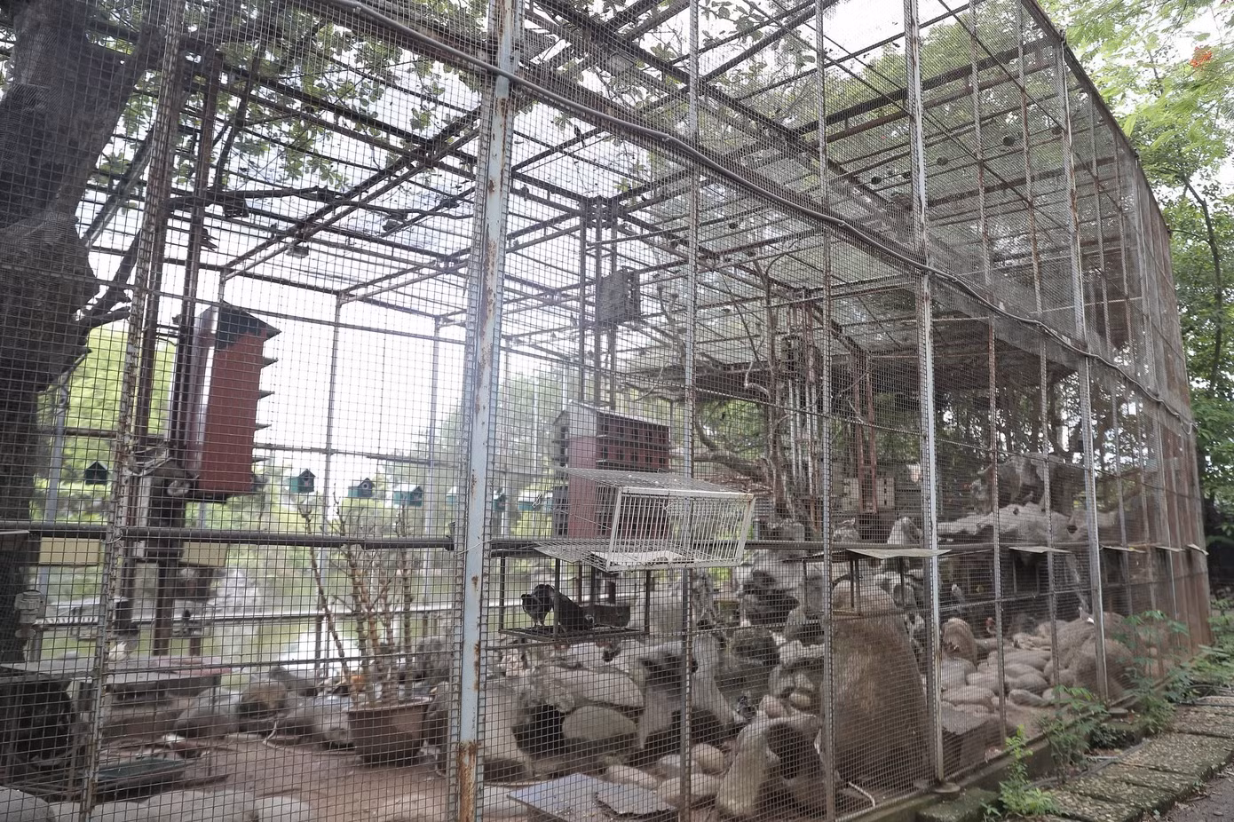 Một trong những hạng mục được đầu tư nhiều công sức nhất là vườn chim rộng hàng nghìn mét vuông. Theo Khánh Ly, khu vực này hiện nuôi hơn 1.000 cá thể chim, vẹt và bồ câu. Ông xã cô dành nhiều năm sưu tầm các giống chim, đồng thời trực tiếp tham gia thi công vườn chim trong hơn một năm để mọi chi tiết đúng với thiết kế ban đầu.(ảnh: Mai Bình)