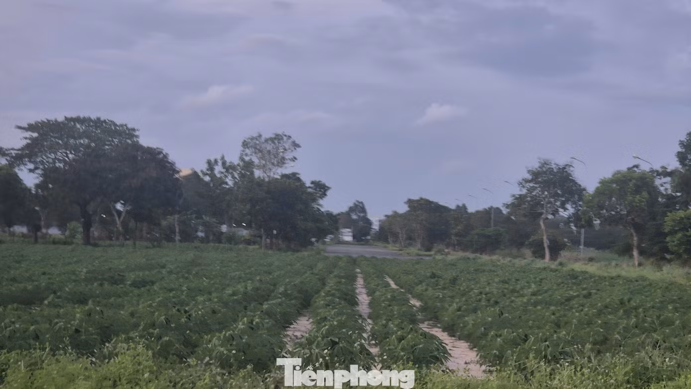 Vườn sắn mọc tươi tốt trong các 'siêu đô thị'
