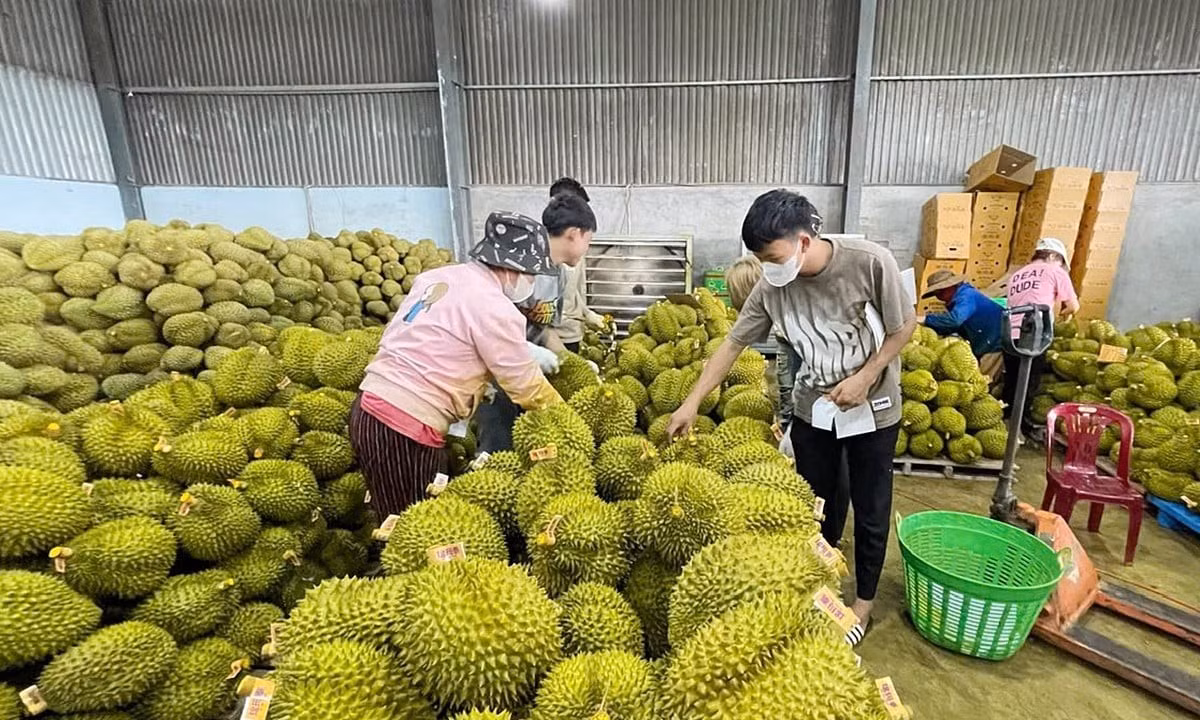 Theo chuyên gia, cần giải pháp tổng thể để gỡ vướng cho ngành hàng sầu riêng.