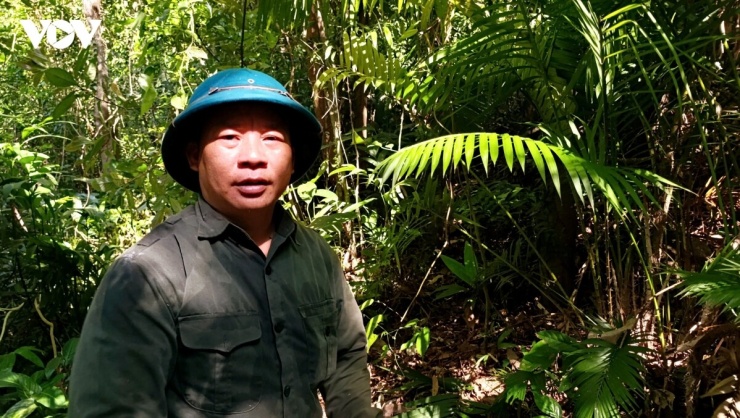 Ông Tằng Tắc Dếnh - người dân thôn Tài Chi, vừa dẫn đường, vừa phát lối, đánh dấu từng đoạn rừng, chia sẻ: "Từ ngày xưa người dân đã biết khu này có cây chè rồi. Ngày trước thì vẫn lên đây hái chè vào dịp Thanh Minh mang đi bán. Hàng chục năm trở lại đây, bà con trồng được chè phía dưới lên mới không lên đây lấy nên mới có rừng chè thế này"