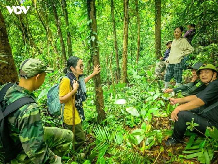 Bà Bùi Thị Mai Anh (áo vàng), sinh năm 1977, người gốc Hà Cối đã ba lần tham gia khám phá khu vực Quảng Nam Châu, cho biết: “Tôi đã đi lần này là lần thứ ba. Lần đầu tiên là leo đỉnh Quảng Nam Châu, cao 1.507 mét. Đến lần thứ hai, chúng tôi khám phá ra một quần thể chè rất rộng, nhiều đến mức ban đầu còn đếm, sau không đếm nổi nữa. Những cây có chu vi từ 60 đến 80 cm, đứng tại chỗ nhìn trong tầm mắt cũng đếm được khoảng 30 cây; muốn đếm thêm thì phải đi tiếp. Còn những cây nhỏ thì không đếm xuể. Hạt từ cây cổ thụ rơi xuống lại mọc thành cây chè con, nếu không cẩn thận là mình sẽ giẫm lên cây”.