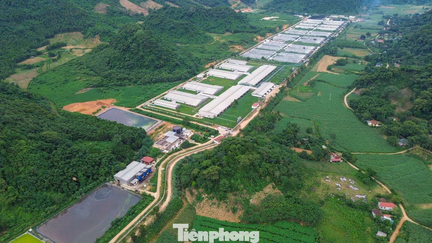 Trang trại lợn của Công ty TNHH Dịch vụ và Chăn nuôi NewHope Thanh Hóa đóng ở xã Thạch Quảng.
