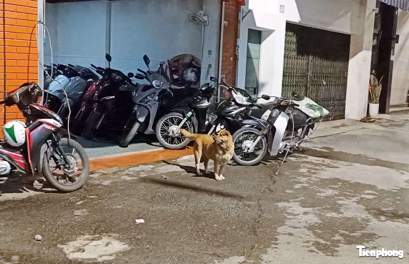 Hình ảnh chó không rọ mõm xuất hiện thường xuyên trong khu dân cư.