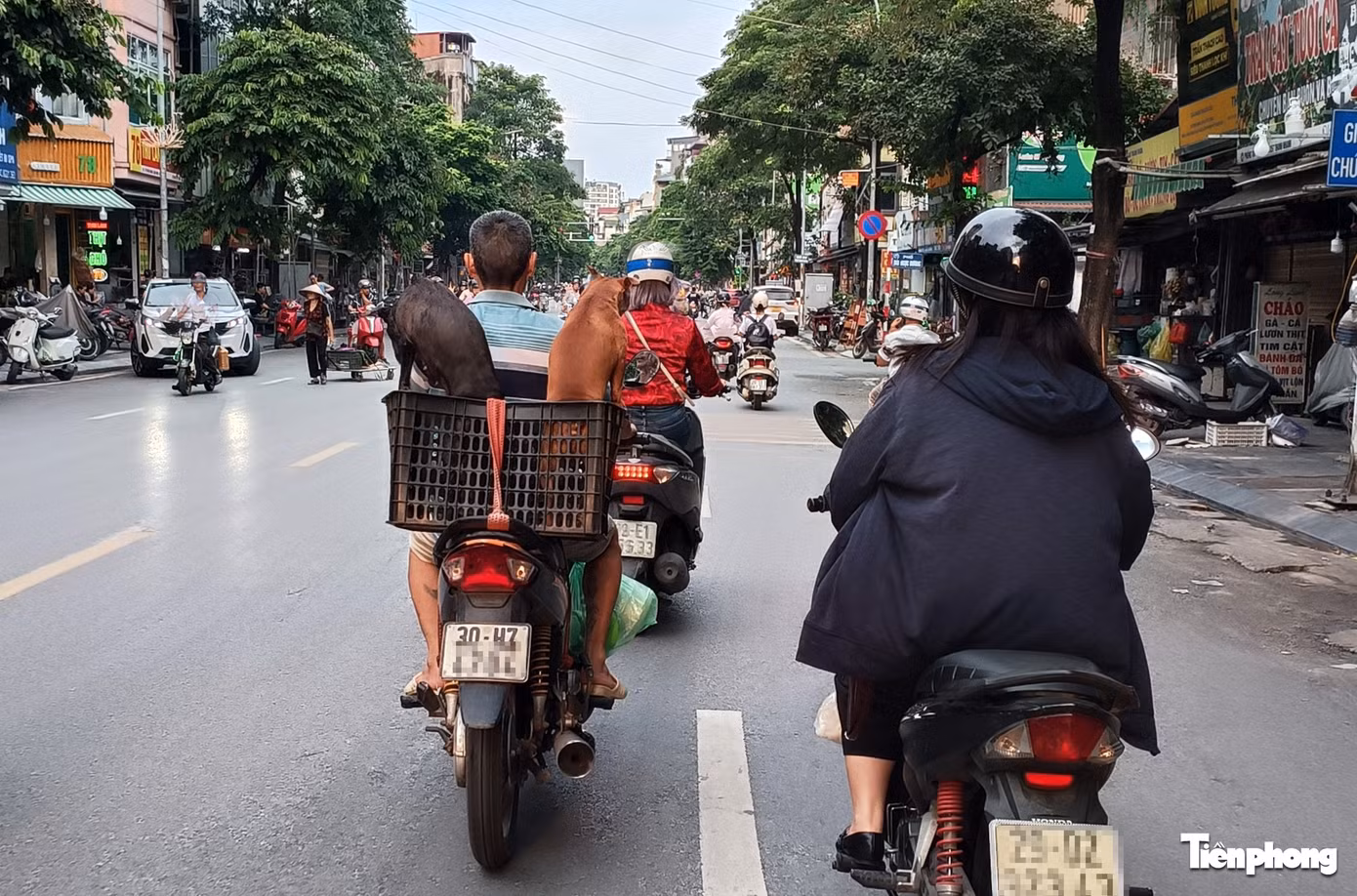 Một số ý kiến cho rằng, để hạn chế tình trạng thả rông chó nơi công cộng không rọ mõm, chính quyền địa phương cần tăng cường tuyên truyền, kiểm tra và xử lý nghiêm các trường hợp vi phạm để răn đe nhằm bảo đảm an toàn cho người dân.
