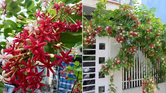 Sử quân tử thuộc họ thân leo, hoa mọc thành chùm với nhiều màu sắc khác nhau từ trắng, phớt hồng, hồng và đỏ.