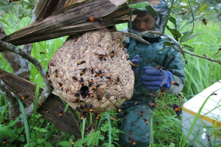 Thu hoạch nhộng 'ong tử thần' - 1
