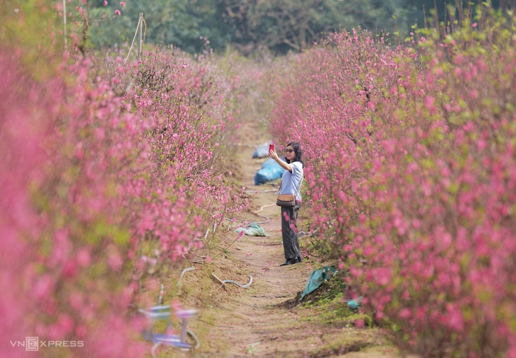Người Hà Nội chụp ảnh tại vườn đào Nhật Tân những ngày cận Tết Nguyên đán. Ảnh: Ngọc Thành