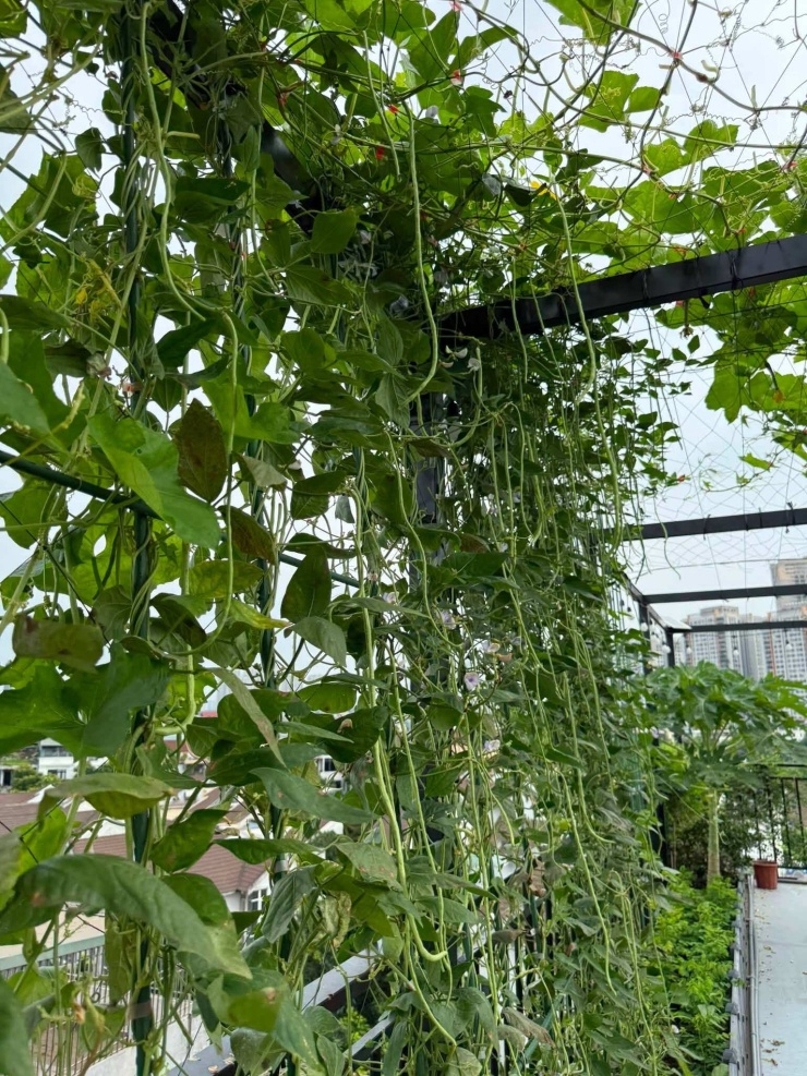 Do diện tích sân thượng không quá lớn, Trang bố trí hệ thống khung, giàn sắt để tận dụng cả không gian trên và dưới, trồng xen kẽ các loại rau, cây leo như đậu đũa, mướp, dưa leo. "Cách này vừa tối ưu diện tích, vừa tạo bóng mát cho khu vườn", chị nói.