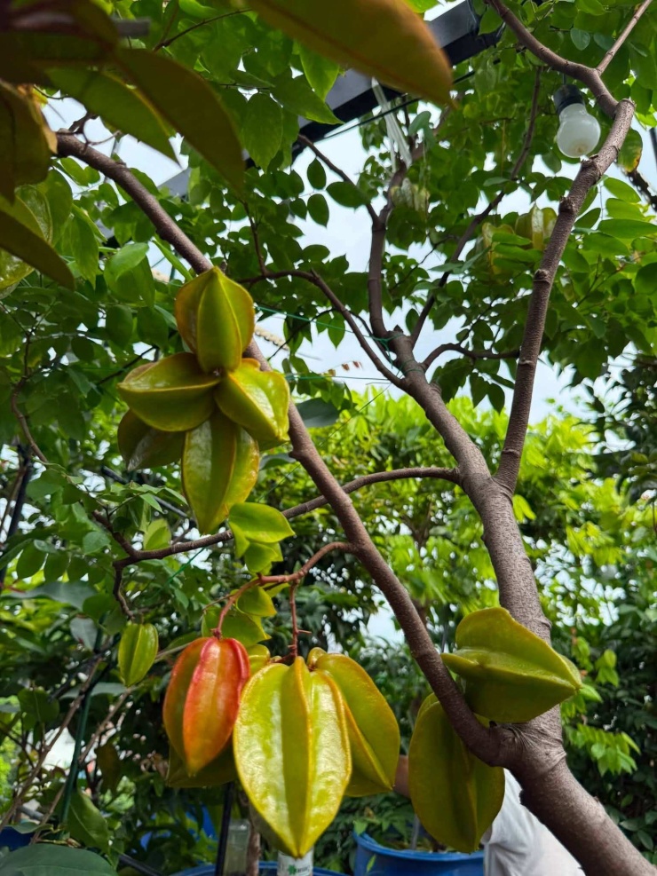 Các con Trang cũng yêu thích khu vườn. "Những buổi chiều tan học, khi thời tiết mát mẻ, bọn trẻ thường lên sân thượng chơi. Thỉnh thoảng, cả gia đình cùng mang đồ ăn lên vừa dùng bữa, trò chuyện, vừa ngắm cây và hóng gió. Đó là những khoảnh khắc giản dị nhưng ý nghĩa, giúp các con gần gũi thiên nhiên hơn và cả gia đình có thêm thời gian quây quần, gắn kết", cô nói.