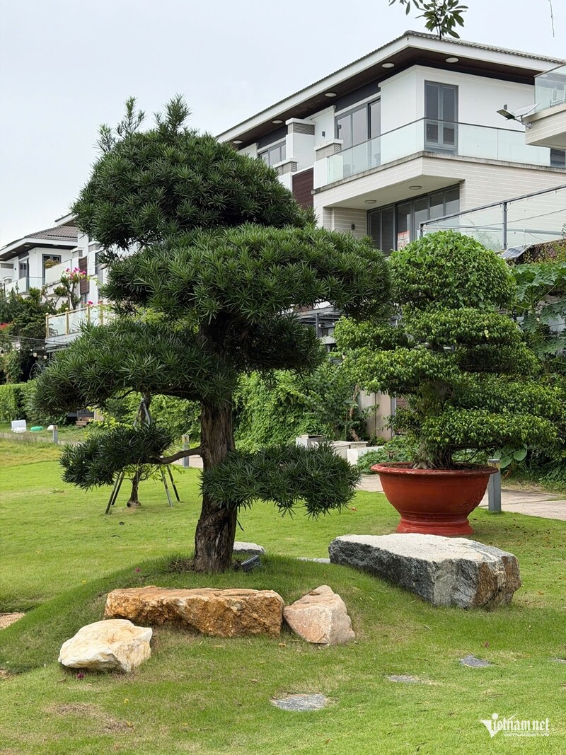 Khu vườn nổi bật bởi cây tùng Nhật.