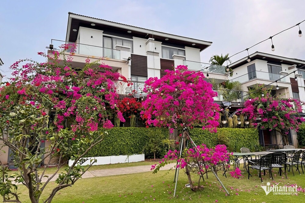 Những cây hoa giấy nhiều màu sắc làm ngôi nhà thêm rực rỡ.