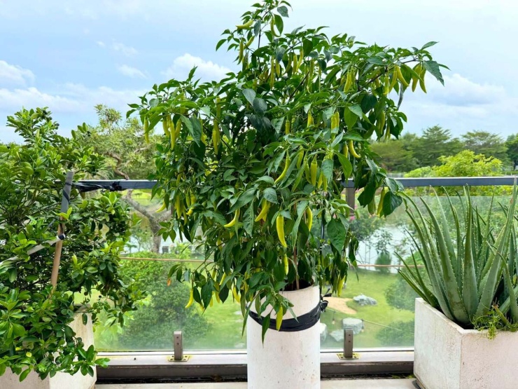 Vườn cây trước biệt thự 350 m2 của Cao Thái Sơn ở Nhà Bè - 7
