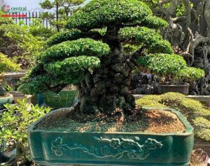 Loại cây phong thủy tỏa hương quanh năm, giúp trấn giữ long mạch được săn lùng