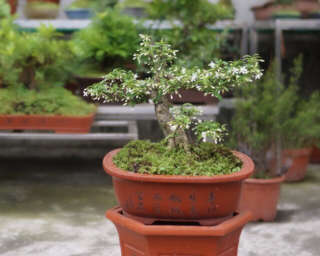 Cây này khi nở hoa sẽ cho hoa màu trắng, kết thành chùm, có mùi thơm rất dễ chịu.