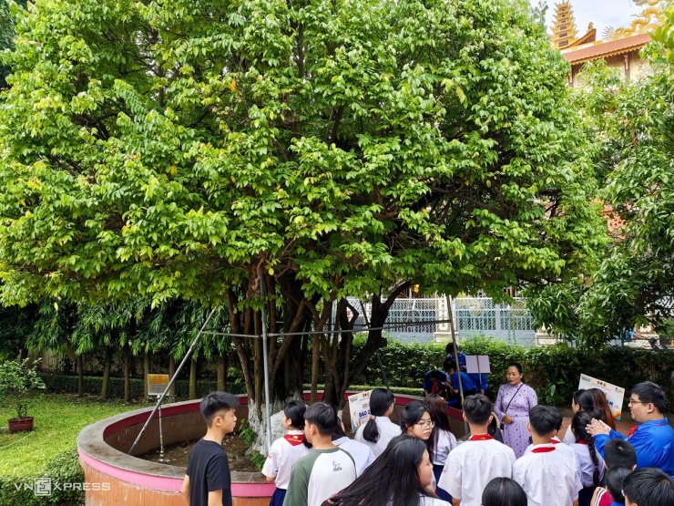 Cây khế này do cụ bà Nguyễn Thông trồng cuối thế kỷ 19. Trong thời gian dạy học ở Dục Thanh, thầy giáo Nguyễn Tất Thành thường tưới nước, chăm sóc. Gốc khế đã già cỗi theo thời gian, nhờ các nhân viên di tích chăm sóc cẩn thận, cây vẫn tiếp tục ra hoa, kết trái.