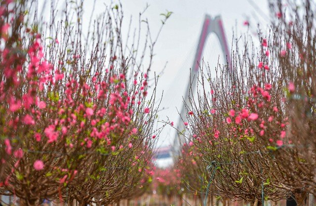 Bộ Nội vụ đề xuất Tết Nguyên đán 2027 nghỉ 7 ngày liên tục. Ảnh minh họa: TL