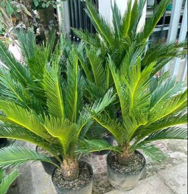 Cây vạn tuế với tên đầy ý nghĩa, dáng cây sang trọng, uy nghi, đầy sức sống có tác dụng cải thiện và làm đẹp môi trường.