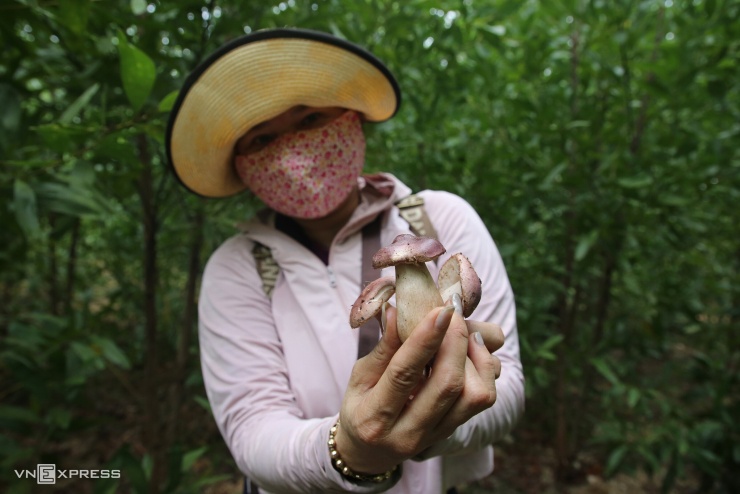 Đầu tháng 9, sau những cơn mưa đầu mùa, trời tạnh ráo, nhiều người dân đổ về các xã Trung Thuần, Hòa Trạch, men theo đường mòn vào rừng keo tràm tìm nấm.