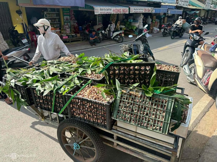 Sau nhiều giờ tìm kiếm, nấm được người dân tập kết ven đường, thương lái đến thu mua tận nơi. Nấm sau đó được chở về nhà phân loại, làm sạch rồi đưa đi tiêu thụ.