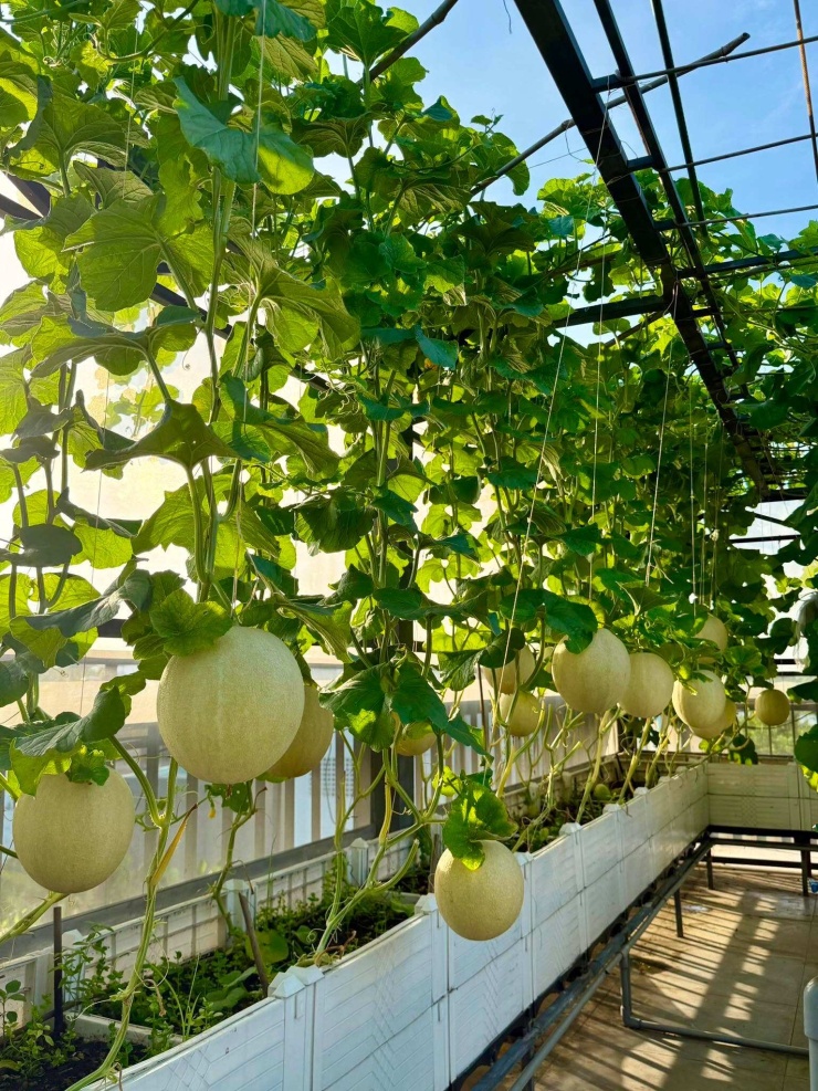 Việc tự trồng trọt giúp anh chủ động lựa chọn đất, phân bón, cách chăm sóc và kiểm soát thuốc bảo vệ thực vật. Thấy hiệu quả, Quốc tiếp tục duy trì thói quen này khi gia đình chuyển sang không gian sống rộng hơn.