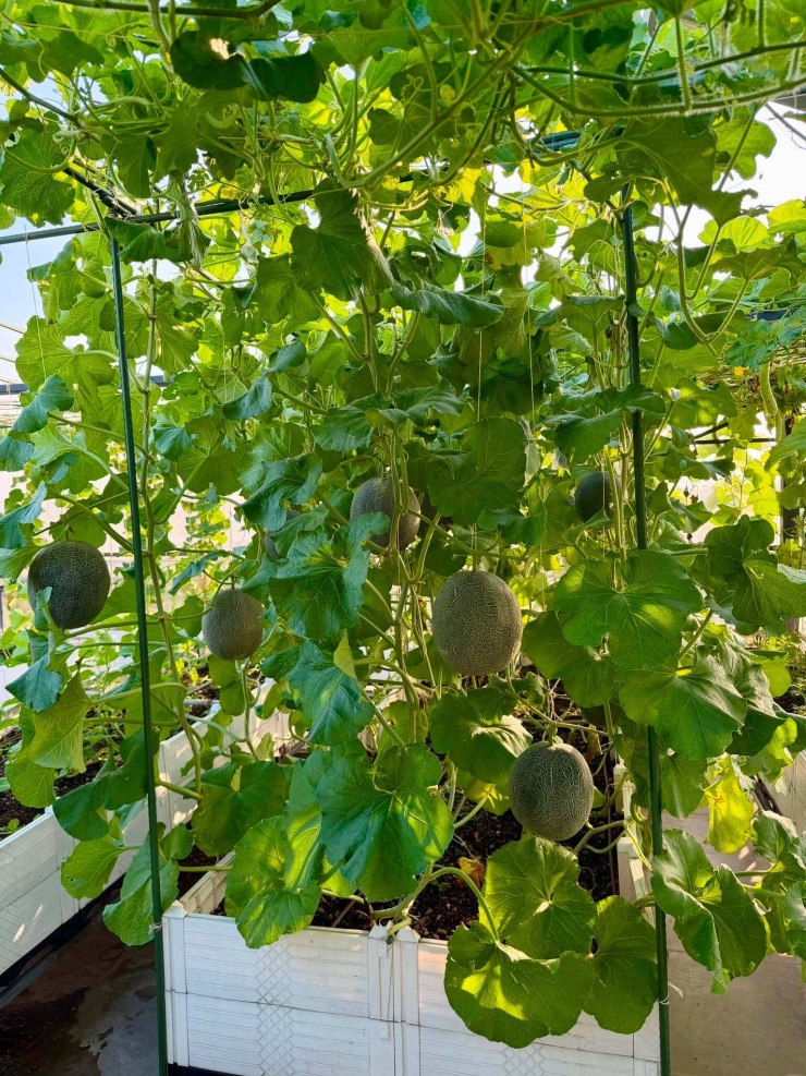 Quốc từng tính dựng nhà màng nhưng sau đó chọn để vườn thông thoáng tự nhiên. Theo kinh nghiệm của anh, cây trên cao nhận đủ nắng, gió, khỏe hơn và ít một số loại côn trùng gây hại so với khi trồng dưới mặt đất. Chi phí đầu tư riêng cho khu vườn sân thượng gần 200 triệu đồng, gồm chậu ghép, đất, phân bón, khung giàn, nhân công và một số cây ăn trái lâu năm.