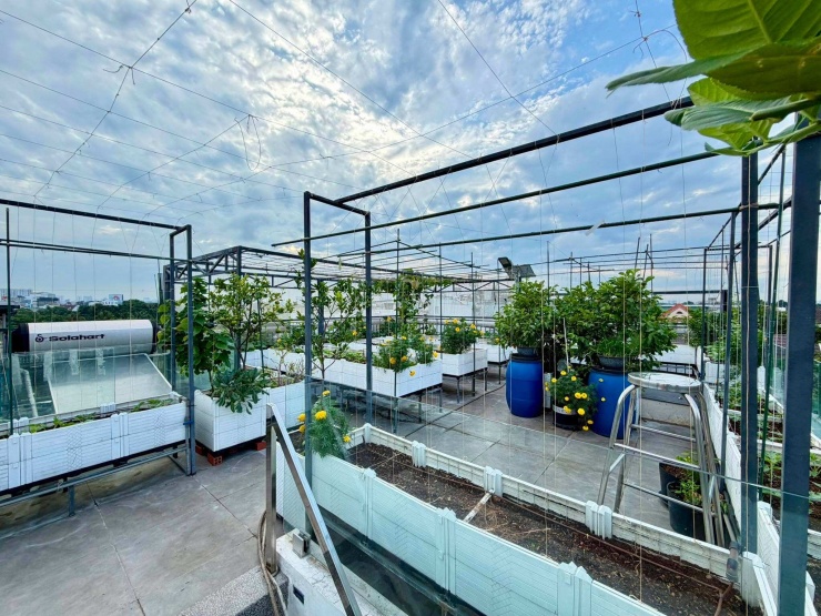 Cuối năm 2022, cả hai mua căn nhà hiện tại trên khu đất gần 500 m2. Phần đất bên hông bị khuất nắng nên Quốc chủ yếu bố trí cây ăn trái lâu năm và cây cảnh lá. Trong khi đó, phần mái trống bốn phía, không bị che nắng, phù hợp để phát triển vườn rau.
