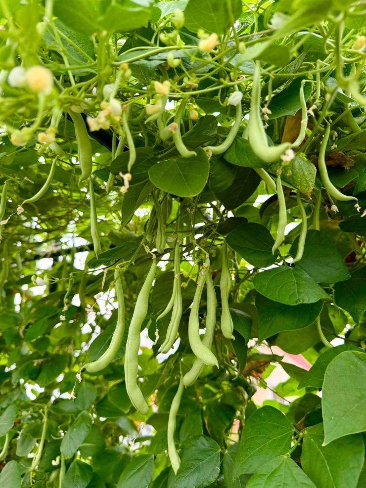 Tầng giữa có nha đam, cà chua, ổi, chanh, tắc và một số cây bụi. Quốc thường hái sẵn một nhánh nha đam để trong bếp, phòng trường hợp cần dùng khi bị bỏng nhẹ. Phía trên là các giàn khổ qua, đỗ, bầu, mướp, bí, chanh dây, dưa hấu và những loại dây leo.