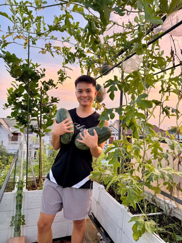 Theo Quốc, dưa tự trồng có thể chờ đủ ngày mới hái nên đạt độ ngọt tốt. Mỗi đợt dưa hấu và dưa lưới vào vụ, sản lượng có thể gần 100 kg, gia đình phải chia thêm cho ông bà, anh chị cùng dùng.