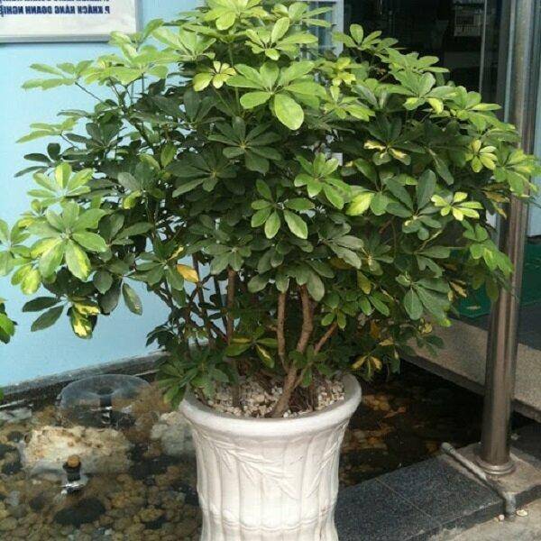 Cây ngũ gia bì là một loại cây thuốc quý và được trồng rộng rãi ở nhiều nơi. Đây là loài cây thân gỗ nhỏ, có thể cao từ 2 – 8m.