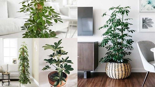 Theo Đông y: Ngũ gia bì có tác dụng trừ thấp, ích tinh, dưỡng thận, trừ phong, hen suyễn, cầm ho. Đau nhức xương khớp, mệt mỏi, suy nhược, co quắp, bại liệt.