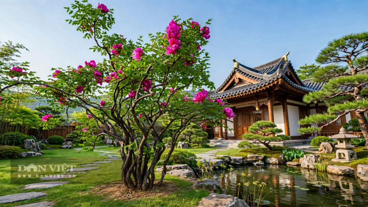 Cây cảnh như vật gia truyền không thể thay thế.