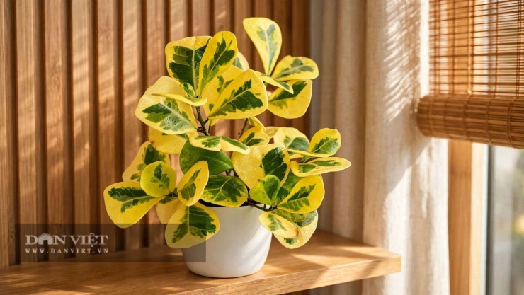 Vẻ đẹp của cây cảnh đa tam phúc nằm ở sự tiết chế
