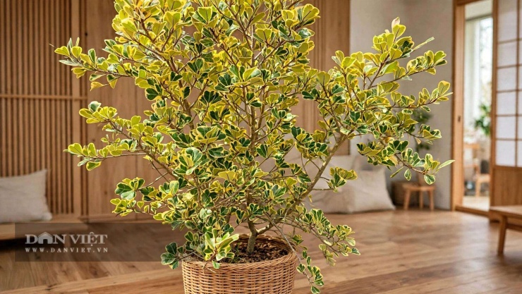 Đặt cây cảnh ở phòng khách hướng Đông Nam