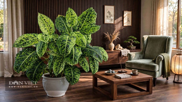 Cây cảnh đặc biệt hợp với người mệnh Hỏa
