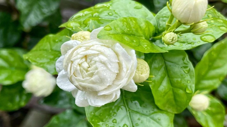 Vẻ đẹp của cây cảnh này không ồn ào.
