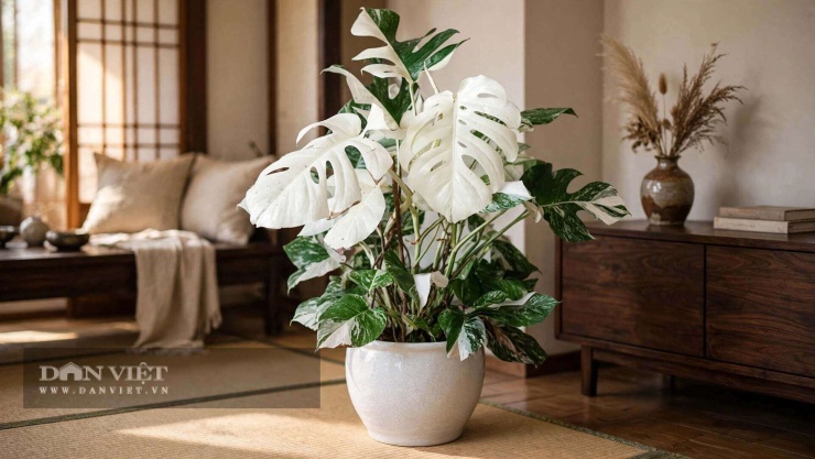 Monstera trong tiếng Latinh có nghĩa là "kỳ lạ" và "to lớn".