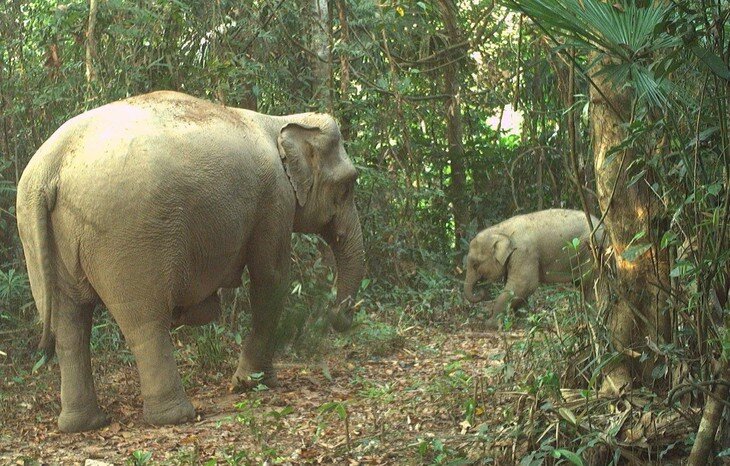 Voi con đi lại trong sự giám sát của voi mẹ. Ảnh Lê Sơn